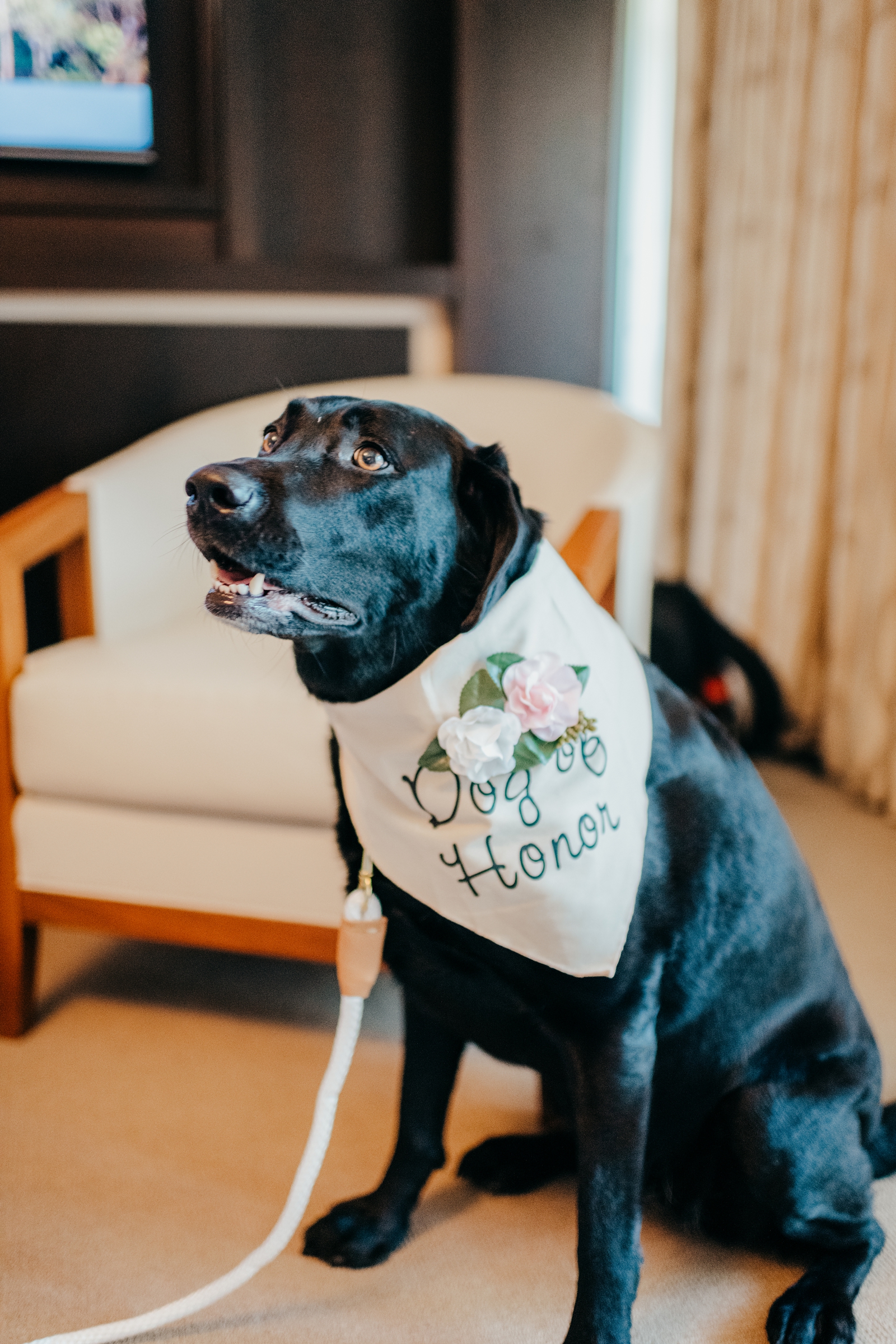 Dog of honor for wedding